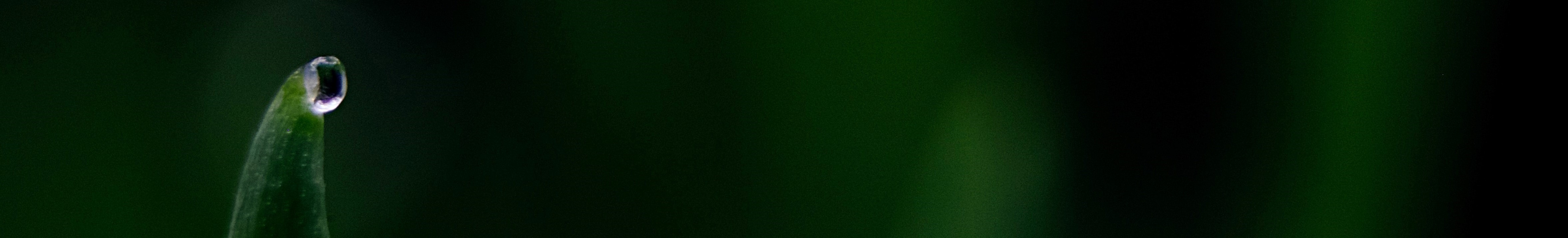 background pic